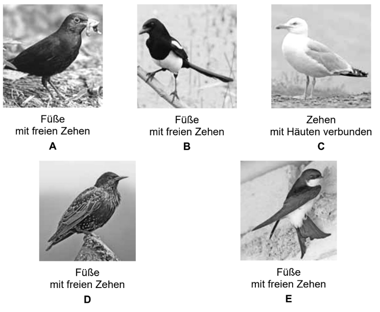 Fünf Vogelbilder mit unterschiedlichen Fußformen und Beschriftungen A bis E.